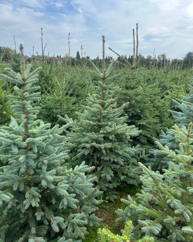 Blauwspar kerstboom van de eigen akker van Van der Roest in Naarden