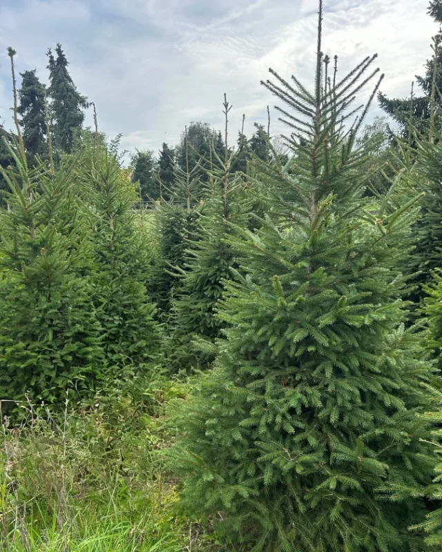 Fijnspar kerstbomen op de eigen akker van Van der Roest in de Naardereng, Naarden