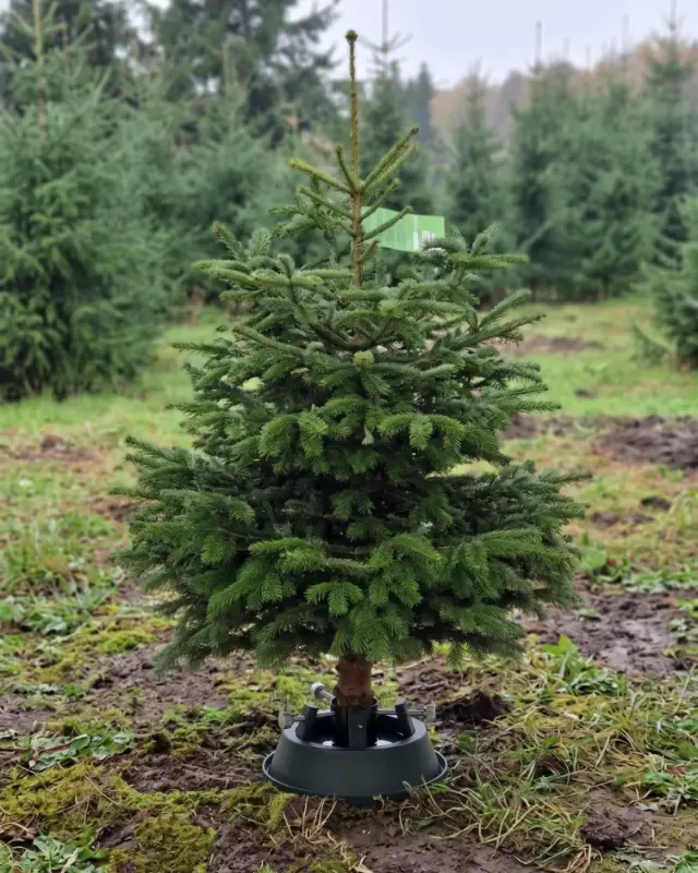 Nordmann kerstboom te koop bij Van der Roest Kerstbomen in Naarden