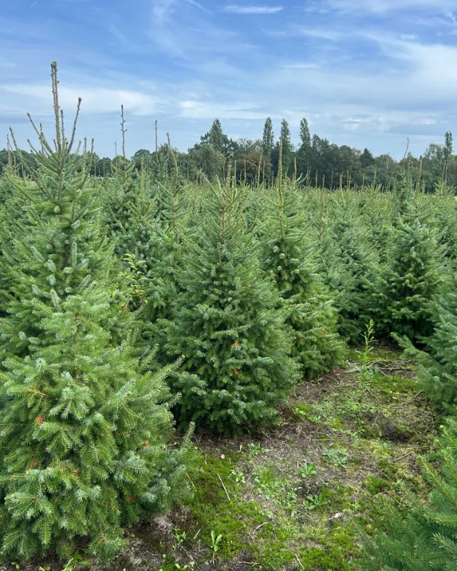 Servische spar (Omorika) kerstboom op de akker van Van der Roest in Naarden