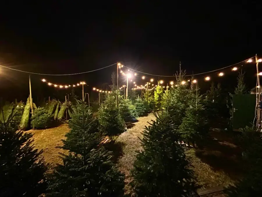 Verlicht verkooppunt van Van der Roest Kerstbomen, stilstaand beeld uit de video